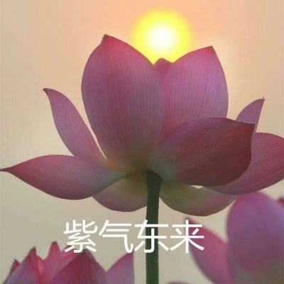 《东极岛》应该也不行了…